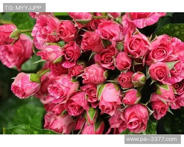 鲁本迪亚斯为女友情人节献上百朵玫瑰花束甜蜜回忆 鲁本迪亚斯为女友情人节献上百朵玫瑰花束甜蜜回忆